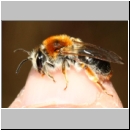 Andrena haemorrhoa - Sandbiene w12c 11mm - Sandgrube Niedringhaussee.jpg